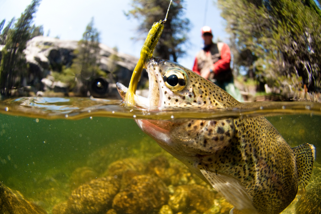 Tipos de Peixes: Um Guia para os Amantes da Pesca